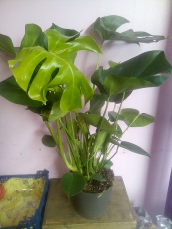 Monstera Plant